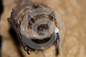 Geoffroy`s bat Myotis emarginatus photo